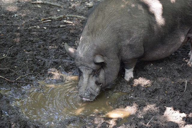 包括法国 包括法国