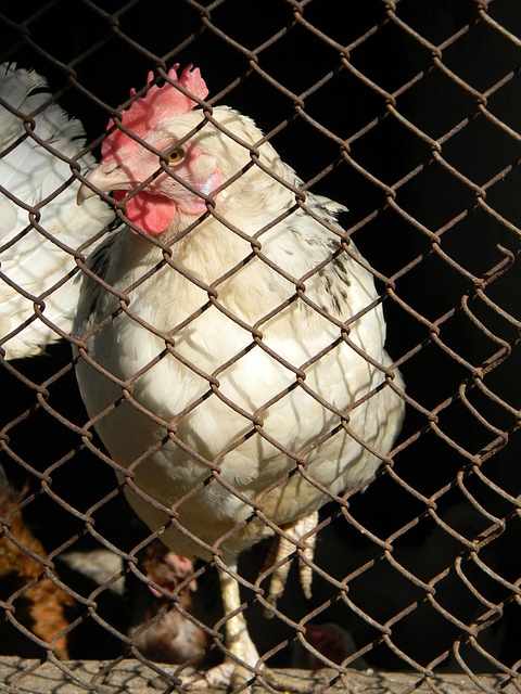 正义的社会 正义的社会